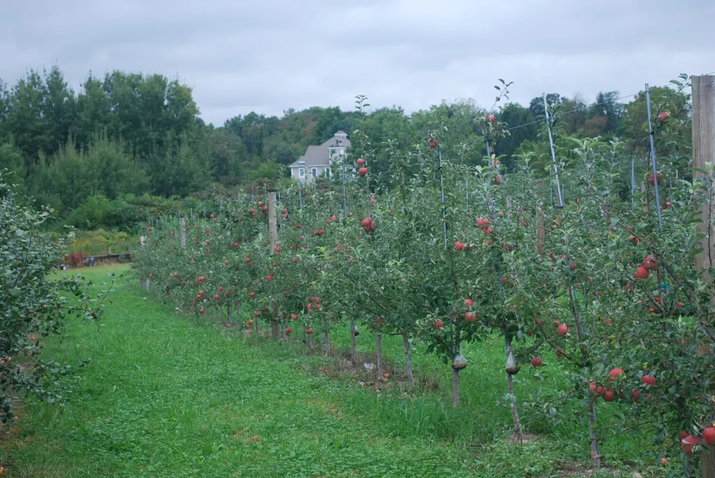 An apple orchard in Marlboro, Ulster County