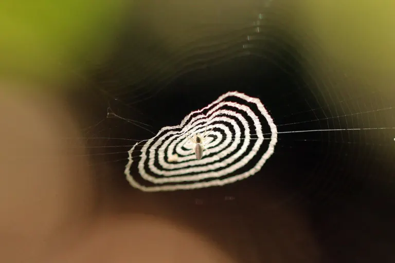 An orb-weaving Cyclosa spider on its web