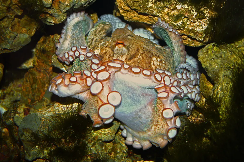 A common octopus, Octopus vulgaris