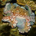 A common octopus, Octopus vulgaris